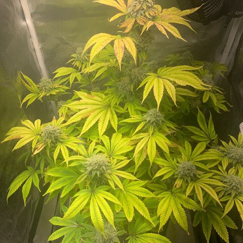 Peyote Wi-Fi growlog timeline photo