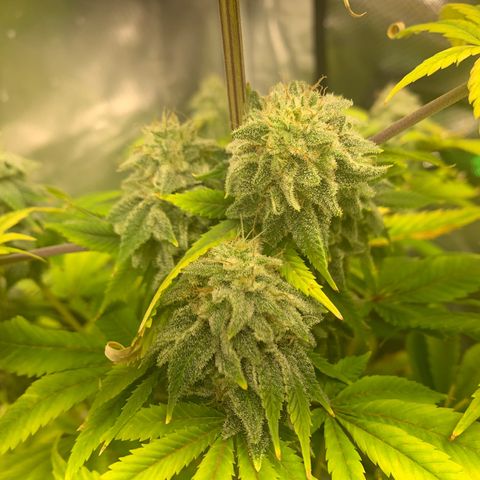Peyote Wi-Fi growlog timeline photo
