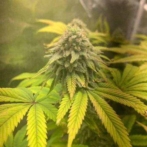 Peyote Wi-Fi growlog timeline photo