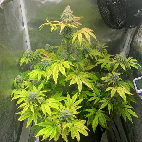 Peyote Wi-Fi growlog timeline photo