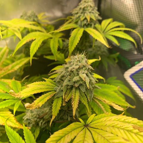 Peyote Wi-Fi growlog timeline photo
