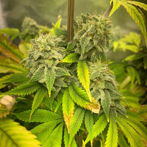 Peyote Wi-Fi growlog timeline photo