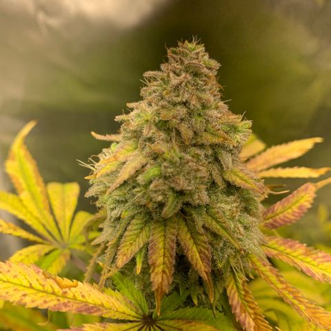 Peyote Wi-Fi growlog timeline photo