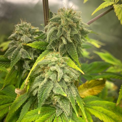 Peyote Wi-Fi growlog timeline photo