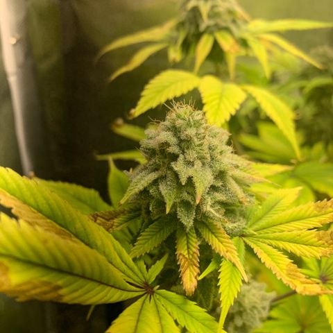Peyote Wi-Fi growlog timeline photo