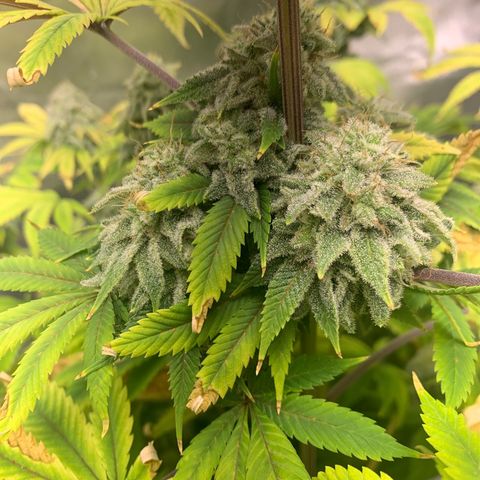 Peyote Wi-Fi growlog timeline photo