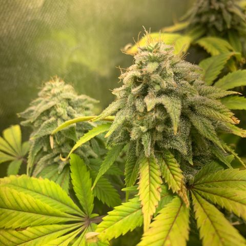 Peyote Wi-Fi growlog timeline photo