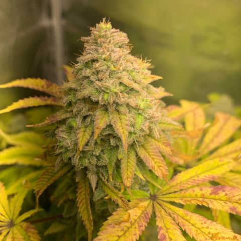 Peyote Wi-Fi growlog timeline photo