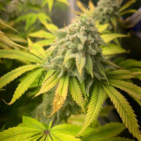 Peyote Wi-Fi growlog timeline photo