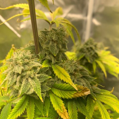 Peyote Wi-Fi growlog timeline photo