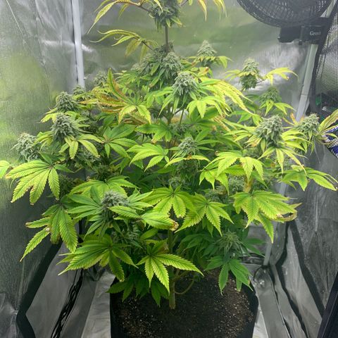 Peyote Wi-Fi growlog timeline photo