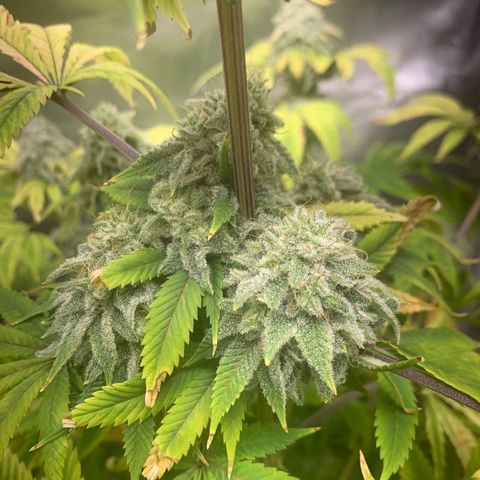 Peyote Wi-Fi growlog timeline photo