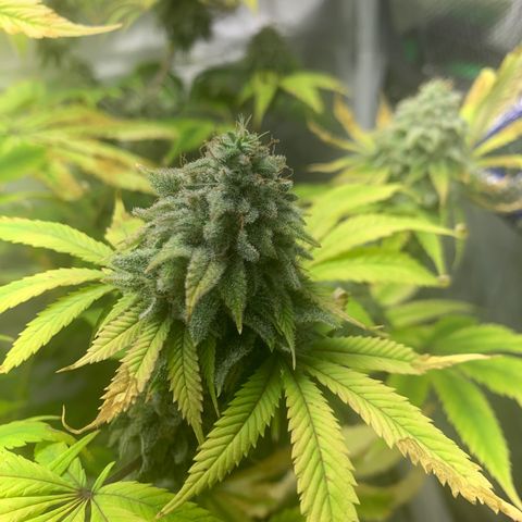 Peyote Wi-Fi growlog timeline photo