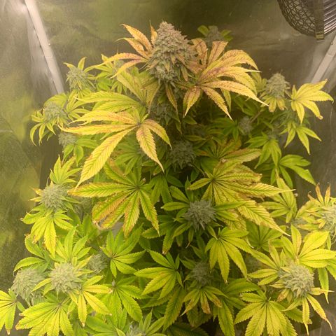 Peyote Wi-Fi growlog timeline photo