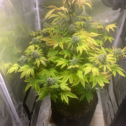 Peyote Wi-Fi growlog timeline photo