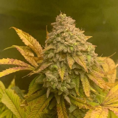 Peyote Wi-Fi growlog timeline photo
