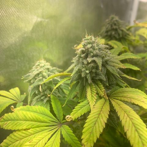 Peyote Wi-Fi growlog timeline photo