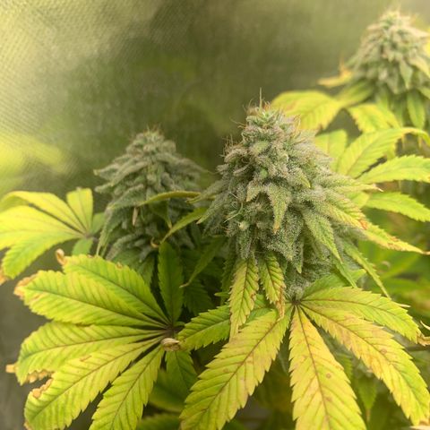 Peyote Wi-Fi growlog timeline photo