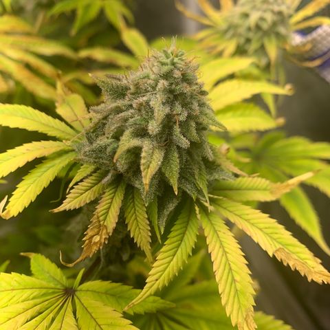 Peyote Wi-Fi growlog timeline photo
