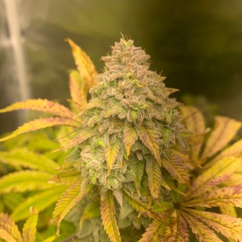 Peyote Wi-Fi growlog timeline photo