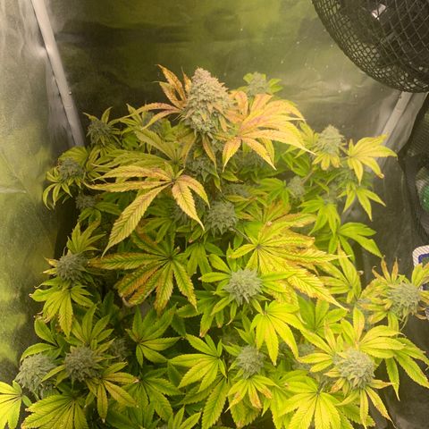 Peyote Wi-Fi growlog timeline photo