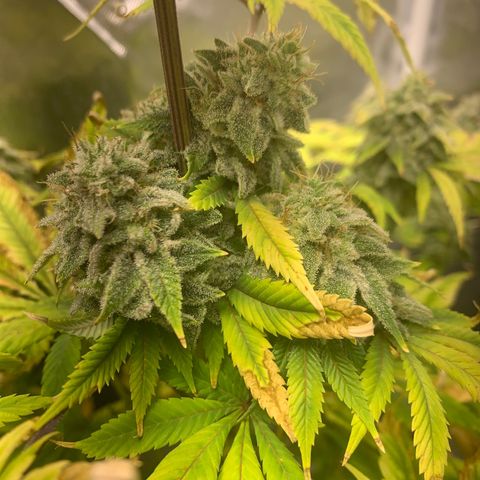 Peyote Wi-Fi growlog timeline photo