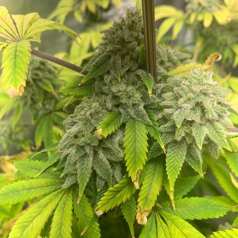 Peyote Wi-Fi growlog timeline photo