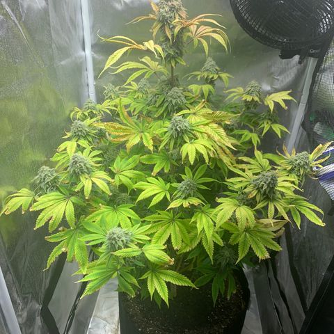 Peyote Wi-Fi growlog timeline photo
