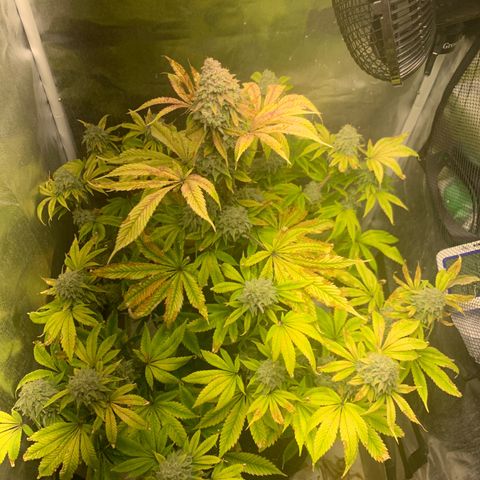 Peyote Wi-Fi growlog timeline photo