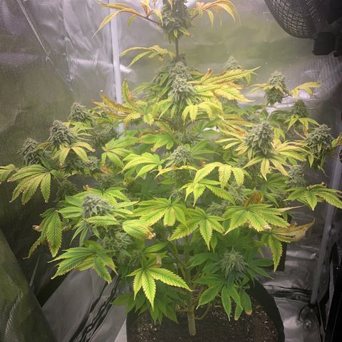 Peyote Wi-Fi growlog timeline photo