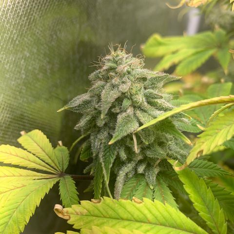 Peyote Wi-Fi growlog timeline photo