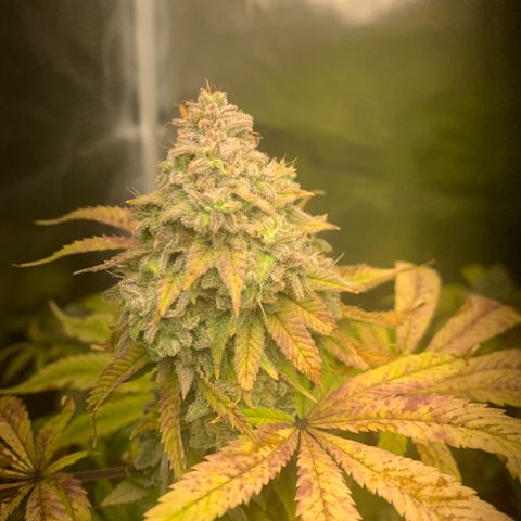 Peyote Wi-Fi growlog timeline photo