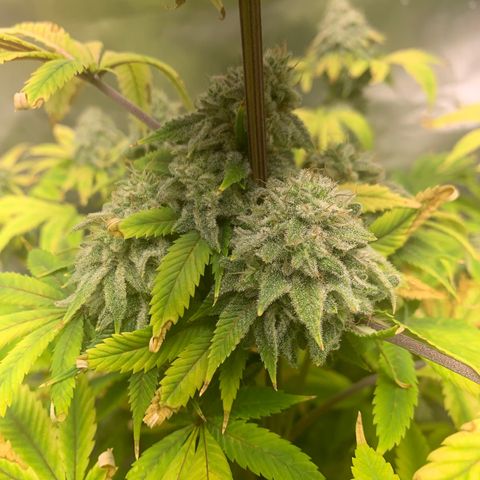 Peyote Wi-Fi growlog timeline photo
