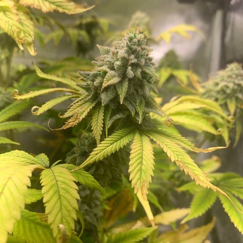 Peyote Wi-Fi growlog timeline photo