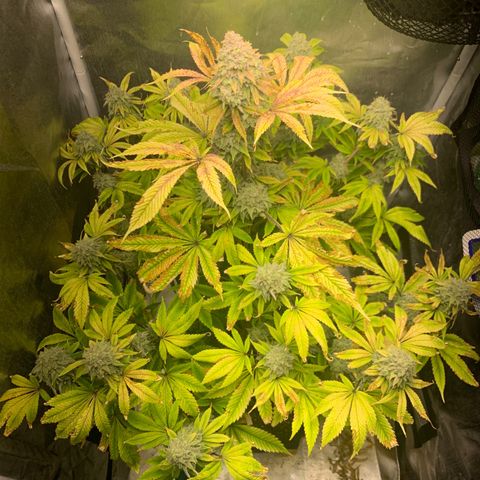 Peyote Wi-Fi growlog timeline photo