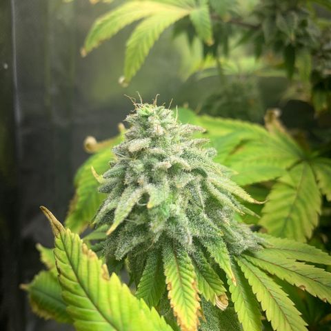 Peyote Wi-Fi growlog timeline photo