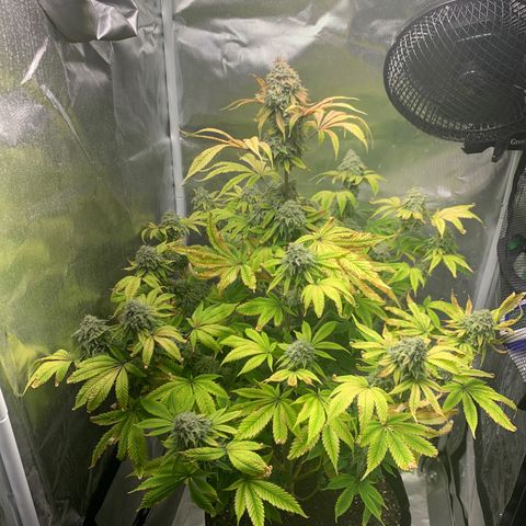 Peyote Wi-Fi growlog timeline photo
