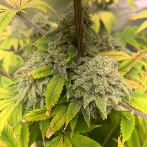 Peyote Wi-Fi growlog timeline photo