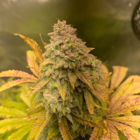 Peyote Wi-Fi growlog timeline photo