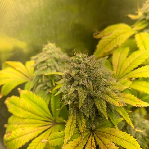 Peyote Wi-Fi growlog timeline photo