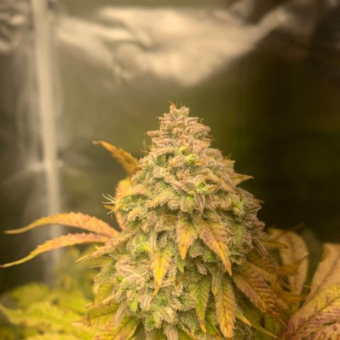 Peyote Wi-Fi growlog timeline photo