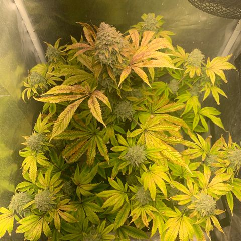 Peyote Wi-Fi growlog timeline photo