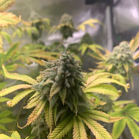 Peyote Wi-Fi growlog timeline photo