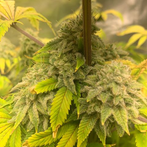 Peyote Wi-Fi growlog timeline photo
