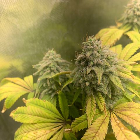 Peyote Wi-Fi growlog timeline photo