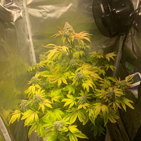 Peyote Wi-Fi growlog timeline photo