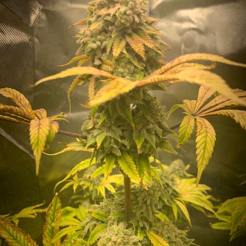 Peyote Wi-Fi growlog timeline photo