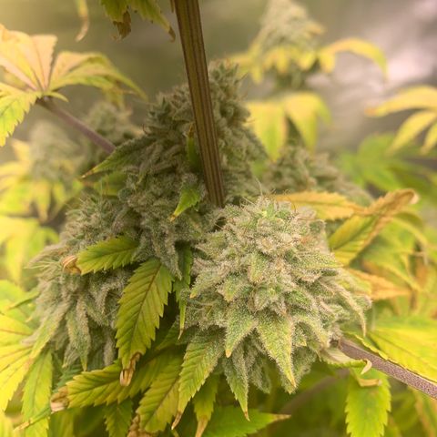 Peyote Wi-Fi growlog timeline photo
