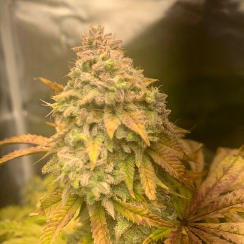 Peyote Wi-Fi growlog timeline photo
