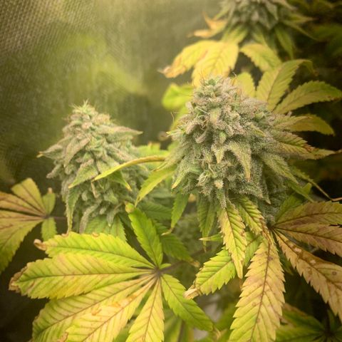 Peyote Wi-Fi growlog timeline photo